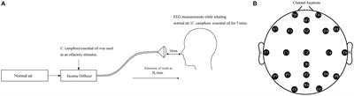 Assessing the Anxiolytic and Relaxation Effects of Cinnamomum camphora Essential Oil in University Students: A Comparative Study of EEG, Physiological Measures, and Psychological Responses
